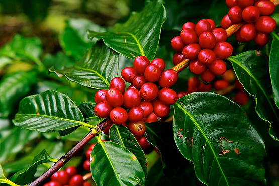 Conheça 5 motivos para utilizar café no seu cosmético!