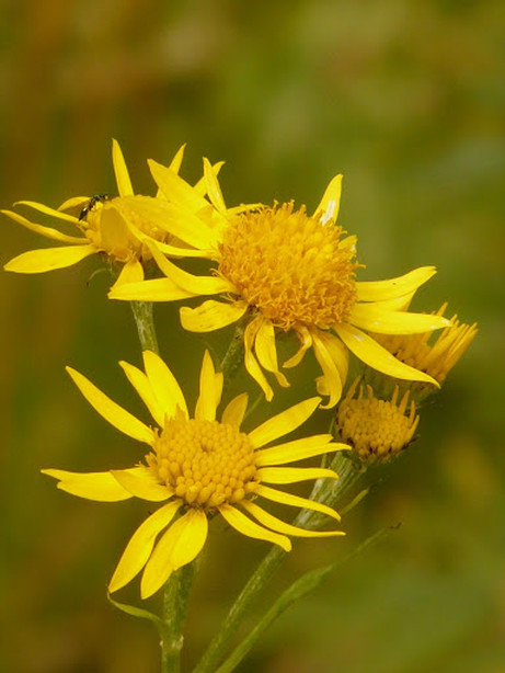 Conheça 5 propriedades da arnica!